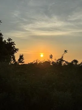 Sunset Through the Trees Stock Photos