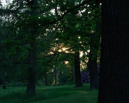 Sunset Through Trees (Rosendal) Stock Photos