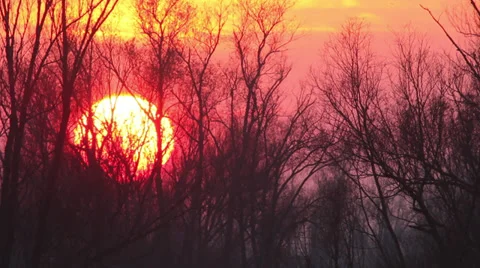 Sunset through the trees time-lapse Stock Footage 34343551