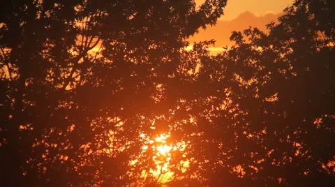 Sunset through the trees (v.1) Stock Footage 4796151