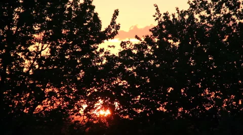 Sunset through the trees (v.2) Video stock 4963439