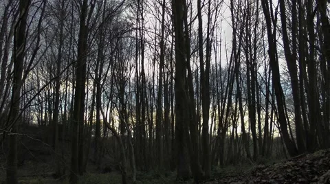 Sunset through trees winter Stock Footage 46398141