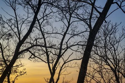 Sunset through trees in winter-horizontal Stock Photos