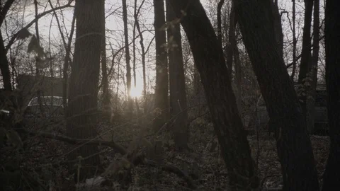 Sunset Through Trees in the Woods Stock Footage 91154165