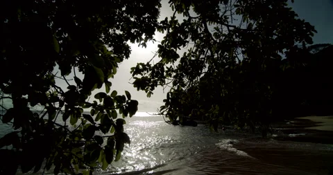 Sunset Through Trees/Beach At Sunset 4K Stock Footage 152878163