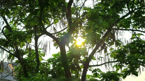 Sunset through the treetop video Stock Footage 198518197