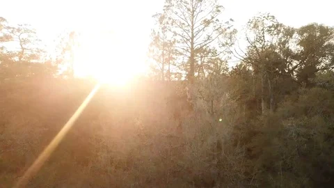 Sunset Through Treetops in Forest Drone Shot Stock Footage 88963356