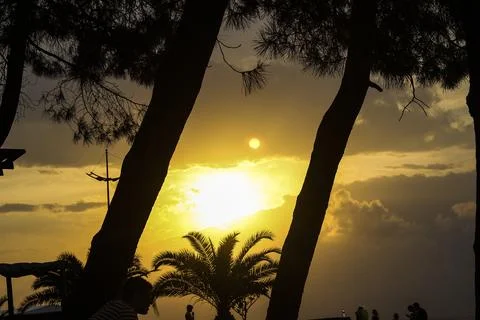 Sunset Through Tropical Trees Stock Photos