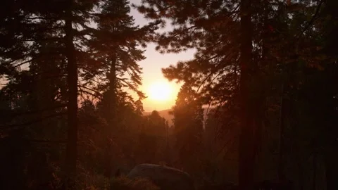 Sunset Through The Trunks Stock Footage 342571345