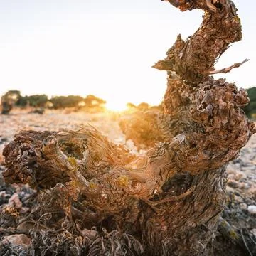 Sunset Through Twisted Tree Stock Photos