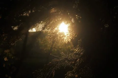 Sunset through wet trees Stock Photos