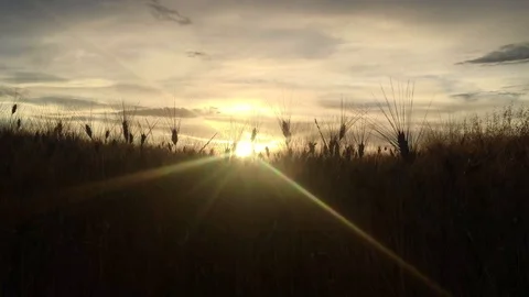 Sunset through the wheat Stock Footage 77185173