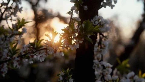 Sunset through white cherry blossoms Video stock 126671679