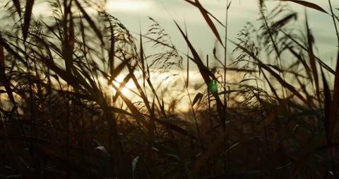 Sunset Through Wild Grass with Warm Golden Light 2 Stock Footage 300263293