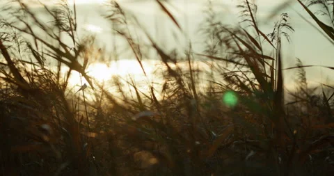 Sunset Through Wild Grass with Warm Golden Light Stock Footage 300264079