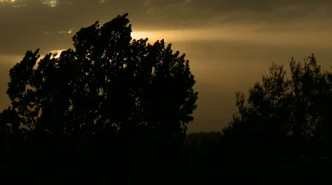Sunset Through Windy Tree 2 Видео 496976