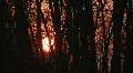Sunset through windy trees. HD Footage