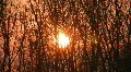 Sunset through windy trees. HD Footage