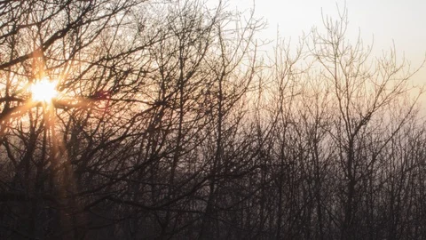 Sunset Through Winter Trees Видео 123770815