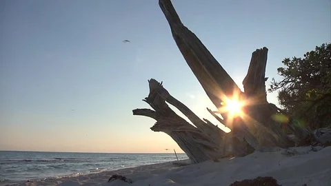 Sunset through wood on Heron Stock Footage 79845056