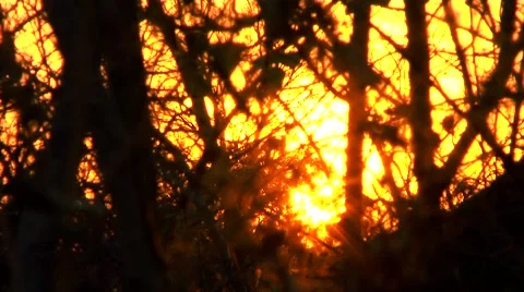 Sunset Through The Woods Stock Footage 44423601