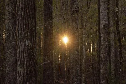 Sunset through woods Stock Photos