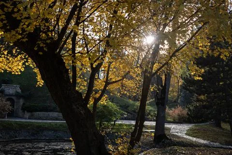 Sunset through Yellow Foliage Stock Photos