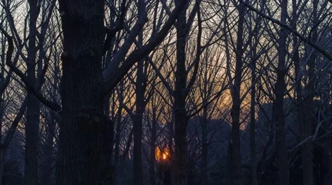 Sunset through Yoyogi Park Trees Stock Footage 47621139
