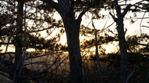 Sunset througt pine trees Stock Footage 109135212