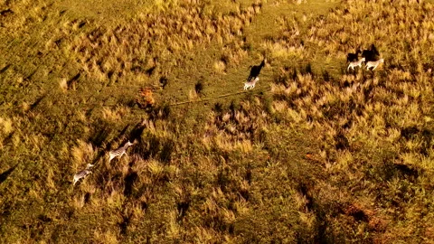 Sunset throws long shadows of zebra running over grassy field Stock Footage 310315581