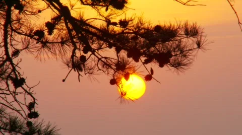 Sunset thru pine tree branch (P5) Stock Footage 489106