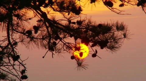 Sunset thru pine tree branch  2 (P5) Stock Footage 489176