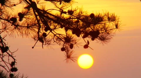 Sunset thru pine tree branch  3 (P5) Stock Footage 489420