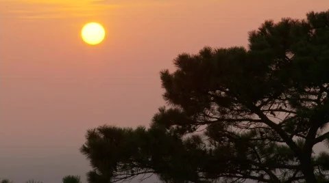 Sunset thru pine tree branch 4 (P5) Stock Footage 489590
