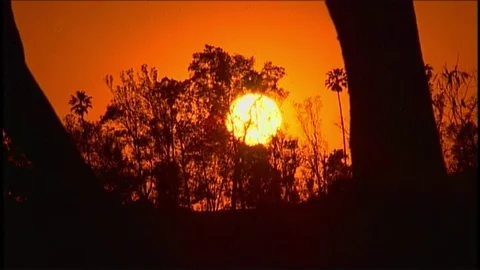 Sunset thru trees Stock Footage 76417337