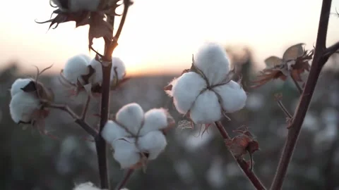 Sunset time. Cotton picking season. The latest news about a blooming cotton Stock Footage 140416255