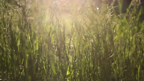 Sunset time. Green grass Video stock 131091457
