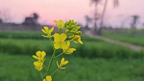 Sunset time laps blur focus on canola flower 4k Stock Footage 265537248