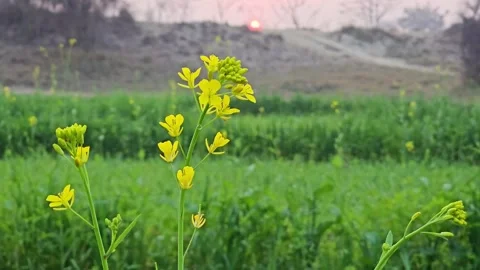 Sunset time laps blur focus on canola flower 4k Stock Footage 265537848