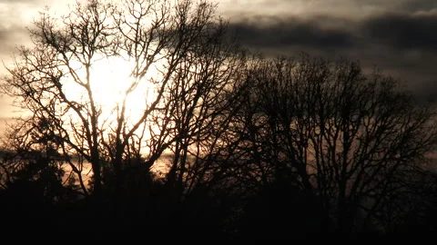 Sunset Time Lapse Behind Bare Nondescript Trees Stock Footage 297139158