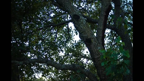Sunset Time-lapse Fade to Black Behind Tree 库存影片 150659086