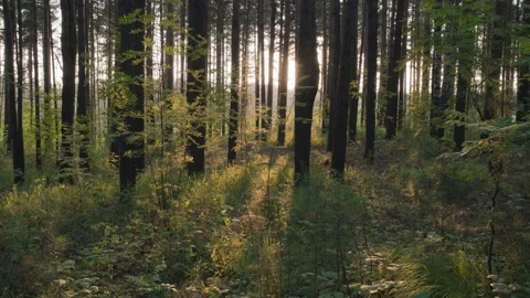 Sunset  time-lapse. Stock Footage 137438607