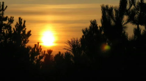 Sunset Time Lapse in forest. Stock Footage 351969