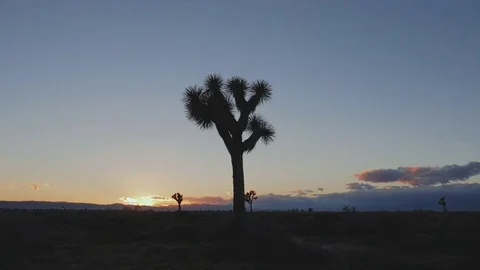 Sunset Time-lapse with Joshua Tree 動画素材 73014602