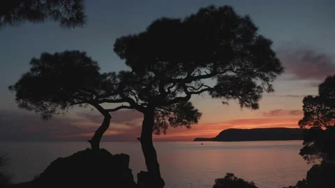 A sunset time lapse landscape of sea and silhouette of pine crooked trees Stock Footage 165592923