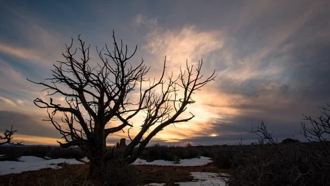 Sunset time lapse looking through old Juniper bush in winter Stock Footage 101971705