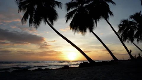 Sunset time lapse over the coconut palms in Barbados Stock Footage 139681428