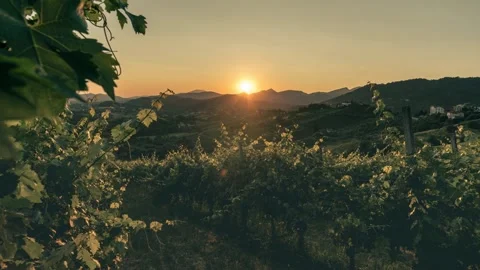 Sunset Time lapse over lush vineyard rows in the Italian hills Vídeos de archivo 344423575