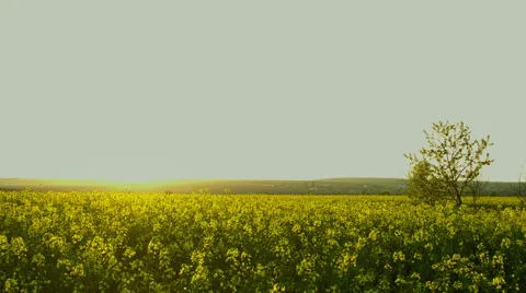 Sunset time lapse over rape field in countryside, HDR RAW shots Stock Footage 63435249