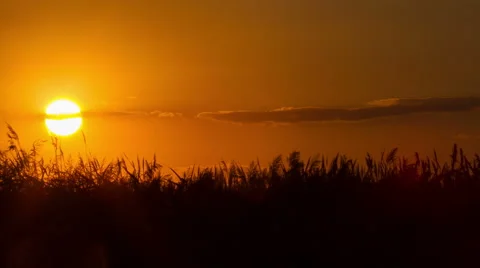 Sunset Time-Lapse Over Reed Field Stock Footage 54690908